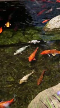 Gölde ya da gölde parlak koi balığı. Birçok koi balığı kıyıya yakın temiz suda balık tutar. Renkli balıklar suni bir gölette yüzerler, üst manzara. Çok renkli sazan balığı. Doğa