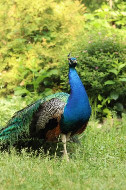Doğanın arka planına karşı parlak tüyleri olan güzel bir tavus kuşu. Parlak renkli tavus kuşu. Kuş bakışı. Erkekler tüylerini gösterirler.