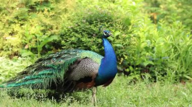 Doğada güzel bir tavus kuşu, kuşa yakın çekim. Parlak renkli tavus kuşu. Kuş bakışı. Erkekler tüylerini gösterirler. Doğa