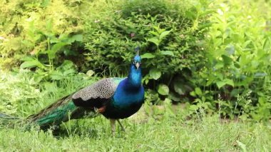 Doğada güzel bir tavus kuşu, kuşa yakın çekim. Parlak renkli tavus kuşu. Kuş bakışı. Erkekler tüylerini gösterirler. Doğa