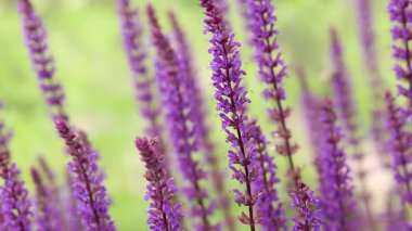 Adaçayı, mor yaz çiçekleri, yakın plan, seçici odaklanma. Doğa geçmişi. Güzel çiçekler yakın plan.