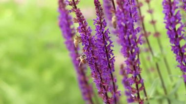 Adaçayı, mor yaz çiçekleri, yakın plan, seçici odaklanma. Doğa geçmişi. Güzel çiçekler yakın plan.