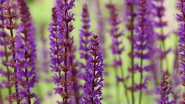 Adaçayı, mor yaz çiçekleri, yakın plan, seçici odaklanma. Doğa geçmişi. Güzel çiçekler yakın plan.