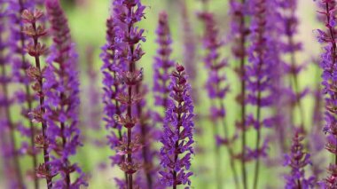 Adaçayı, mor yaz çiçekleri, yakın plan, seçici odaklanma. Doğa geçmişi. Güzel çiçekler yakın plan.