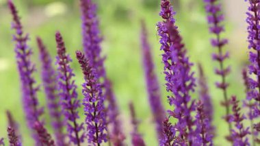 Adaçayı, mor yaz çiçekleri, yakın plan, seçici odaklanma. Doğa geçmişi. Güzel çiçekler yakın plan.