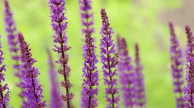 Adaçayı, mor yaz çiçekleri, yakın plan, seçici odaklanma. Doğa geçmişi. Güzel çiçekler yakın plan.