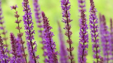 Adaçayı, mor yaz çiçekleri, yakın plan, seçici odaklanma. Doğa geçmişi. Güzel çiçekler yakın plan.