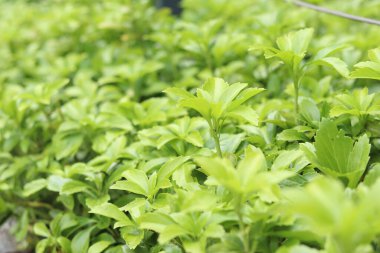Pachysandra yakın plan. Manzara tasarımında Pachysandra. Doğa. Doğanın ve bitkilerin yaz arkaplanı. Seçici odaklı yeşil bitki