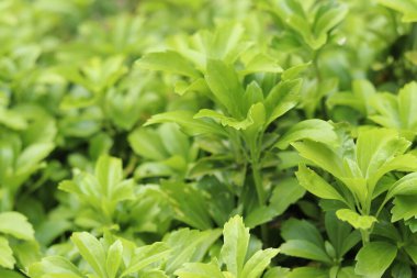 Pachysandra yakın plan. Manzara tasarımında Pachysandra. Doğa. Doğanın ve bitkilerin yaz arkaplanı. Seçici odaklı yeşil bitki