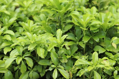 Pachysandra yakın plan. Manzara tasarımında Pachysandra. Doğa. Doğanın ve bitkilerin yaz arkaplanı. Seçici odaklı yeşil bitki