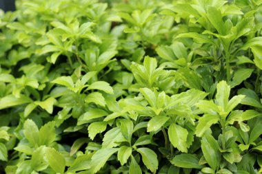 Pachysandra yakın plan. Manzara tasarımında Pachysandra. Doğa. Doğanın ve bitkilerin yaz arkaplanı. Seçici odaklı yeşil bitki