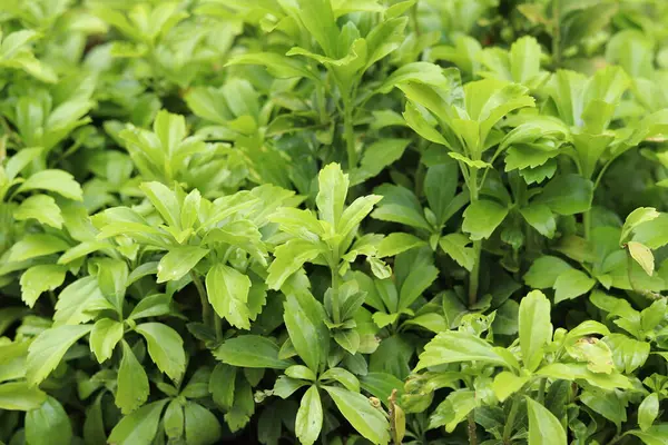 Pachysandra yakın plan. Manzara tasarımında Pachysandra. Doğa. Doğanın ve bitkilerin yaz arkaplanı. Seçici odaklı yeşil bitki