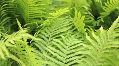 Eğreltiotu yaprakları yakın. Yeşil taze eğrelti otu yaprakları. Doğa. Yaz doğası ve bitkiler