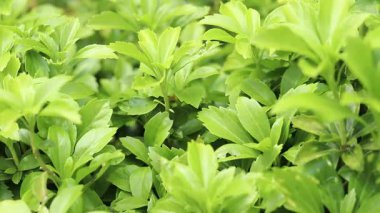 Pachysandra yakın plan. Manzara tasarımında Pachysandra. Doğa. Doğanın ve bitkilerin yaz arkaplanı. Seçici odaklı yeşil bitki