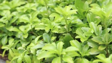 Pachysandra yakın plan. Manzara tasarımında Pachysandra. Doğa. Doğanın ve bitkilerin yaz arkaplanı. Seçici odaklı yeşil bitki