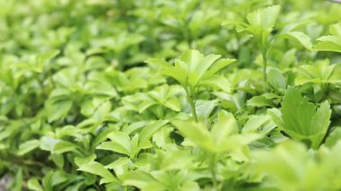 Pachysandra yakın plan. Manzara tasarımında Pachysandra. Doğa. Doğanın ve bitkilerin yaz arkaplanı. Seçici odaklı yeşil bitki