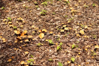 Küçük portakal mantarları. Seçici odaklı mantarlar. Doğal bahar geçmişi. Topraktan çıkan mantarlar ezilmiş odunlarla kaplıdır.