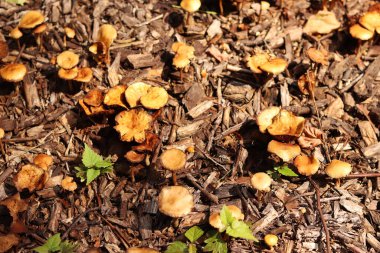 Küçük portakal mantarları. Seçici odaklı mantarlar. Doğal bahar geçmişi. Topraktan çıkan mantarlar ezilmiş odunlarla kaplıdır.
