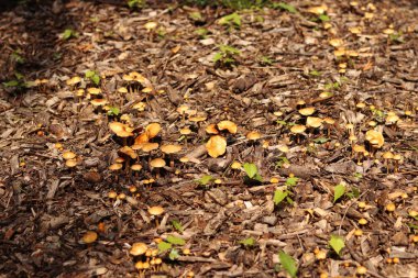 Küçük portakal mantarları. Seçici odaklı mantarlar. Doğal bahar geçmişi. Topraktan çıkan mantarlar ezilmiş odunlarla kaplıdır.