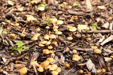 Küçük portakal mantarları. Seçici odaklı mantarlar. Doğal bahar geçmişi. Topraktan çıkan mantarlar ezilmiş odunlarla kaplıdır.