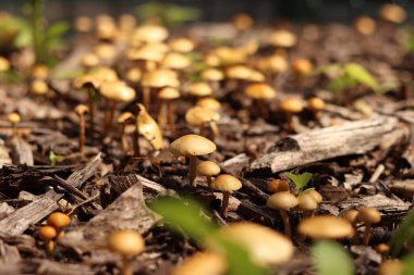 Küçük portakal mantarları. Seçici odaklı mantarlar. Doğal bahar geçmişi. Topraktan çıkan mantarlar ezilmiş odunlarla kaplıdır.