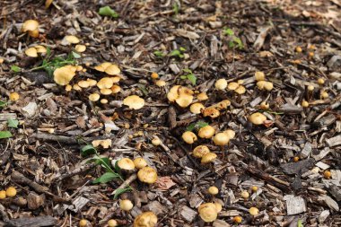 Küçük portakal mantarları. Seçici odaklı mantarlar. Doğal bahar geçmişi. Topraktan çıkan mantarlar ezilmiş odunlarla kaplıdır.
