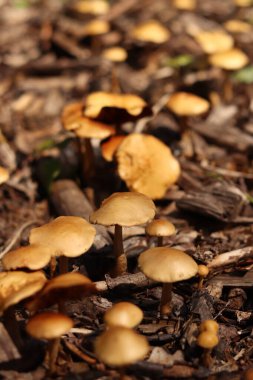 Küçük portakal mantarları. Seçici odaklı mantarlar. Doğal bahar geçmişi. Topraktan çıkan mantarlar ezilmiş odunlarla kaplıdır.