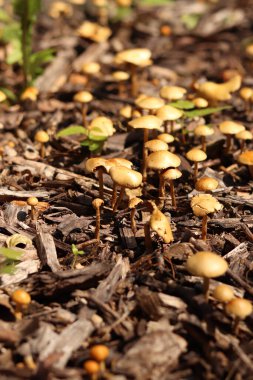 Küçük portakal mantarları. Seçici odaklı mantarlar. Doğal bahar geçmişi. Topraktan çıkan mantarlar ezilmiş odunlarla kaplıdır.