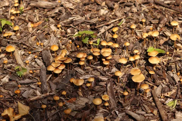 Küçük portakal mantarları. Seçici odaklı mantarlar. Doğal bahar geçmişi. Topraktan çıkan mantarlar ezilmiş odunlarla kaplıdır.