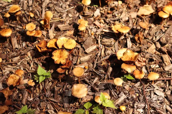 Küçük portakal mantarları. Seçici odaklı mantarlar. Doğal bahar geçmişi. Topraktan çıkan mantarlar ezilmiş odunlarla kaplıdır.