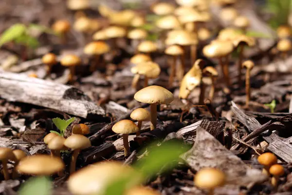 Küçük portakal mantarları. Seçici odaklı mantarlar. Doğal bahar geçmişi. Topraktan çıkan mantarlar ezilmiş odunlarla kaplıdır.