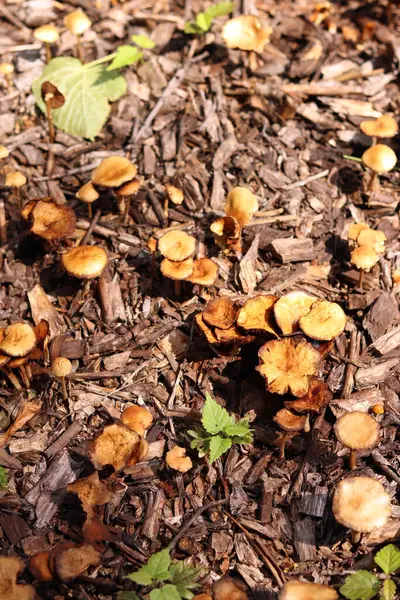 Küçük portakal mantarları. Seçici odaklı mantarlar. Doğal bahar geçmişi. Topraktan çıkan mantarlar ezilmiş odunlarla kaplıdır.