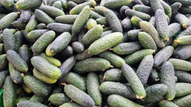 Mağazada taze salatalık satılır. Markette bir yığın salatalık. Sağlıklı beslenme konsepti. Süpermarketin sebze bölümü. Marketin tezgahında taze salatalıklar. Yiyecek.