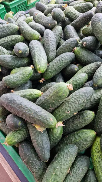 Mağazada taze salatalık satılır. Markette bir yığın salatalık. Sağlıklı beslenme konsepti. Süpermarketin sebze bölümü. Marketin tezgahında taze salatalıklar. Yiyecek.