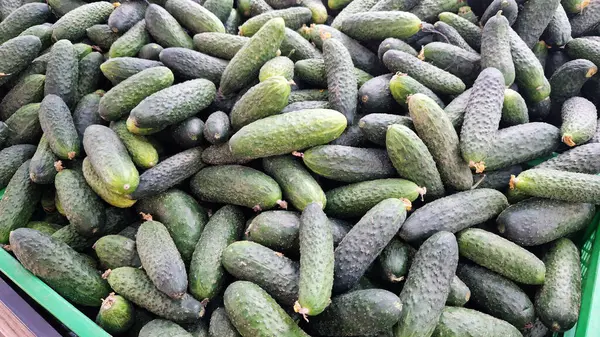 Mağazada taze salatalık satılır. Markette bir yığın salatalık. Sağlıklı beslenme konsepti. Süpermarketin sebze bölümü. Marketin tezgahında taze salatalıklar. Yiyecek.