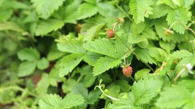 Yabani çilek. Olgunlaşmış yabani çilekler, seçici odaklı bitkilere yakın çekim. Doğa. Olgunlaşmamış yeşil böğürtlen bitkisine yakın çekim. Bahar ve hasat konsepti