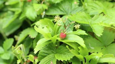 Yabani çilek. Olgunlaşmış yabani çilekler, seçici odaklı bitkilere yakın çekim. Doğa. Olgunlaşmamış yeşil böğürtlen bitkisine yakın çekim. Bahar ve hasat konsepti