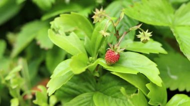 Yabani çilek. Olgunlaşmış yabani çilekler, seçici odaklı bitkilere yakın çekim. Doğa. Olgunlaşmamış yeşil böğürtlen bitkisine yakın çekim. Bahar ve hasat konsepti