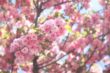 Sakura çiçekleri. Sakura dalları pembe çiçeklerle çiçek açıyor. Ağaç dallarındaki yemyeşil pembe çiçeklere yakın çekim. Doğa geçmişi. Bahar