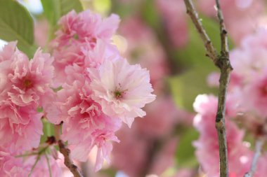 Sakura çiçekleri. Sakura dalları pembe çiçeklerle çiçek açıyor. Ağaç dallarındaki yemyeşil pembe çiçeklere yakın çekim. Doğa geçmişi. Bahar