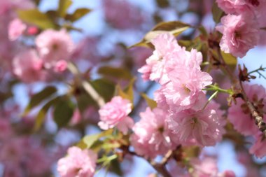 Sakura çiçekleri. Sakura dalları pembe çiçeklerle çiçek açıyor. Ağaç dallarındaki yemyeşil pembe çiçeklere yakın çekim. Doğa geçmişi. Bahar