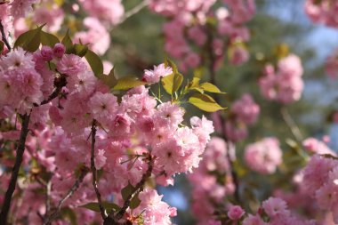 Sakura çiçekleri. Sakura dalları pembe çiçeklerle çiçek açıyor. Ağaç dallarındaki yemyeşil pembe çiçeklere yakın çekim. Doğa geçmişi. Bahar
