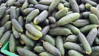 Mağazada taze salatalık satılır. Markette bir yığın salatalık. Sağlıklı beslenme konsepti. Süpermarketin sebze bölümü. Marketin tezgahında taze salatalıklar. Yiyecek.