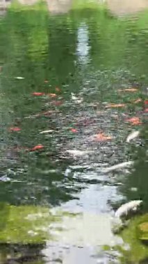 Göldeki parlak koi balığı. Kıyıya yakın sularda bir sürü sazan balığı var. Renkli balıklar suni bir gölette yüzerler, üst manzara. Çok renkli sazan balığı. Doğa. Yazın gölde balık