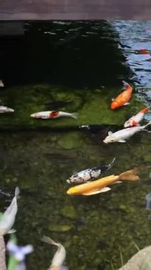 Göldeki parlak koi balığı. Kıyıya yakın sularda bir sürü sazan balığı var. Renkli balıklar suni bir gölette yüzerler, üst manzara. Çok renkli sazan balığı. Doğa. Yazın gölde balık