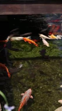 Göldeki parlak koi balığı. Kıyıya yakın sularda bir sürü sazan balığı var. Renkli balıklar suni bir gölette yüzerler, üst manzara. Çok renkli sazan balığı. Doğa. Yazın gölde balık