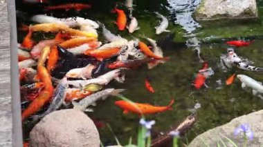 Göldeki parlak koi balığı. Kıyıya yakın sularda bir sürü sazan balığı var. Renkli balıklar suni bir gölette yüzerler, üst manzara. Çok renkli sazan balığı. Doğa. Yazın gölde balık