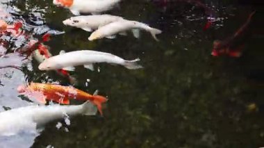 Göldeki parlak koi balığı. Kıyıya yakın sularda bir sürü sazan balığı var. Renkli balıklar suni bir gölette yüzerler, üst manzara. Çok renkli sazan balığı. Doğa. Yazın gölde balık