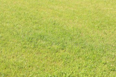 Çimlerin üzerinde yeşil çimenler. Seçici odaklı çimler. Doğa geçmişi. Çimleri budanmış çayır. Yaz dönemi. Çimenlikteki budanmış bitki