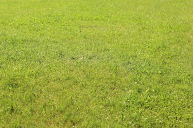 Çimlerin üzerinde yeşil çimenler. Seçici odaklı çimler. Doğa geçmişi. Çimleri budanmış çayır. Yaz dönemi. Çimenlikteki budanmış bitki